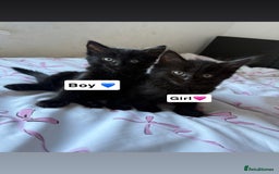 Maine Coon cats for sale: Main Coon X Russian Blue - Image 1