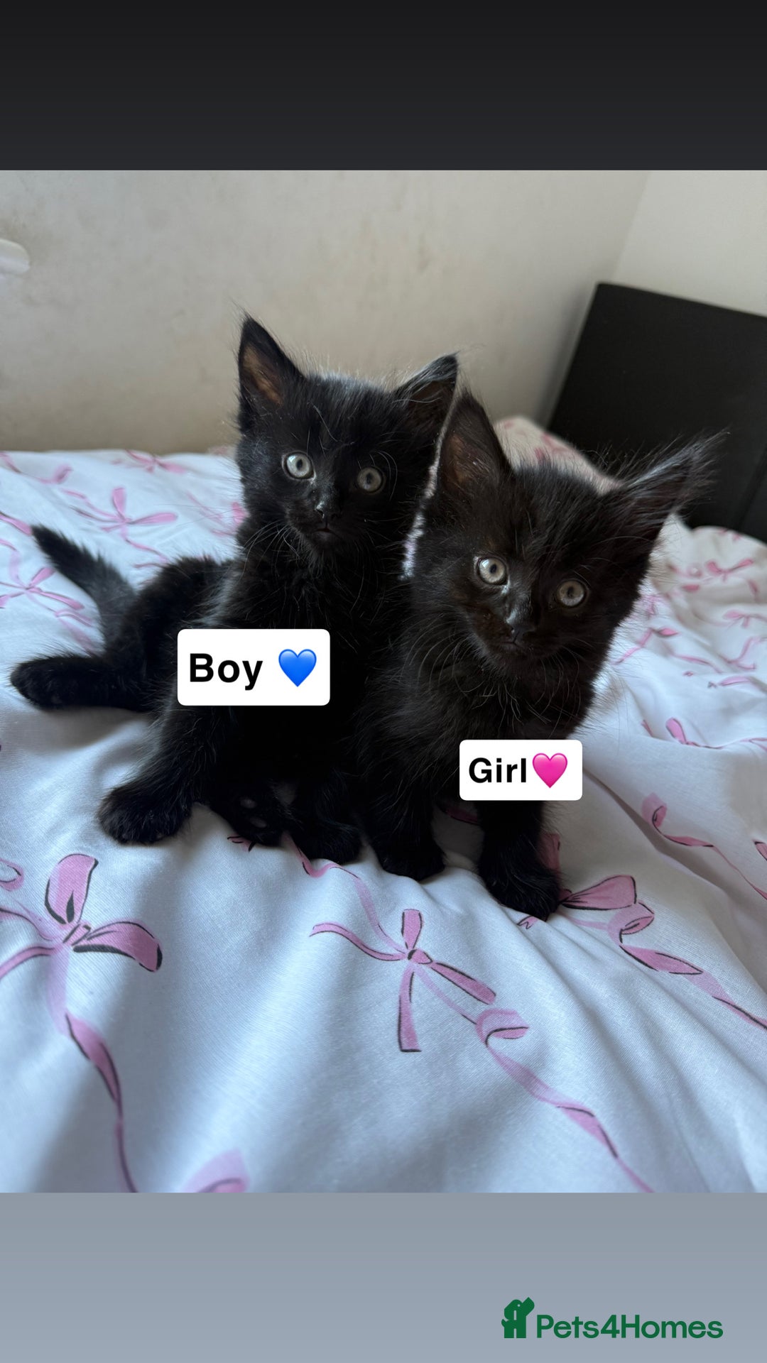 Maine Coon cats for sale: Main Coon X Russian Blue - Image 1
