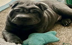 Shar Pei dogs for sale: 2 beautiful full shar pei boys !!!  - Image 9
