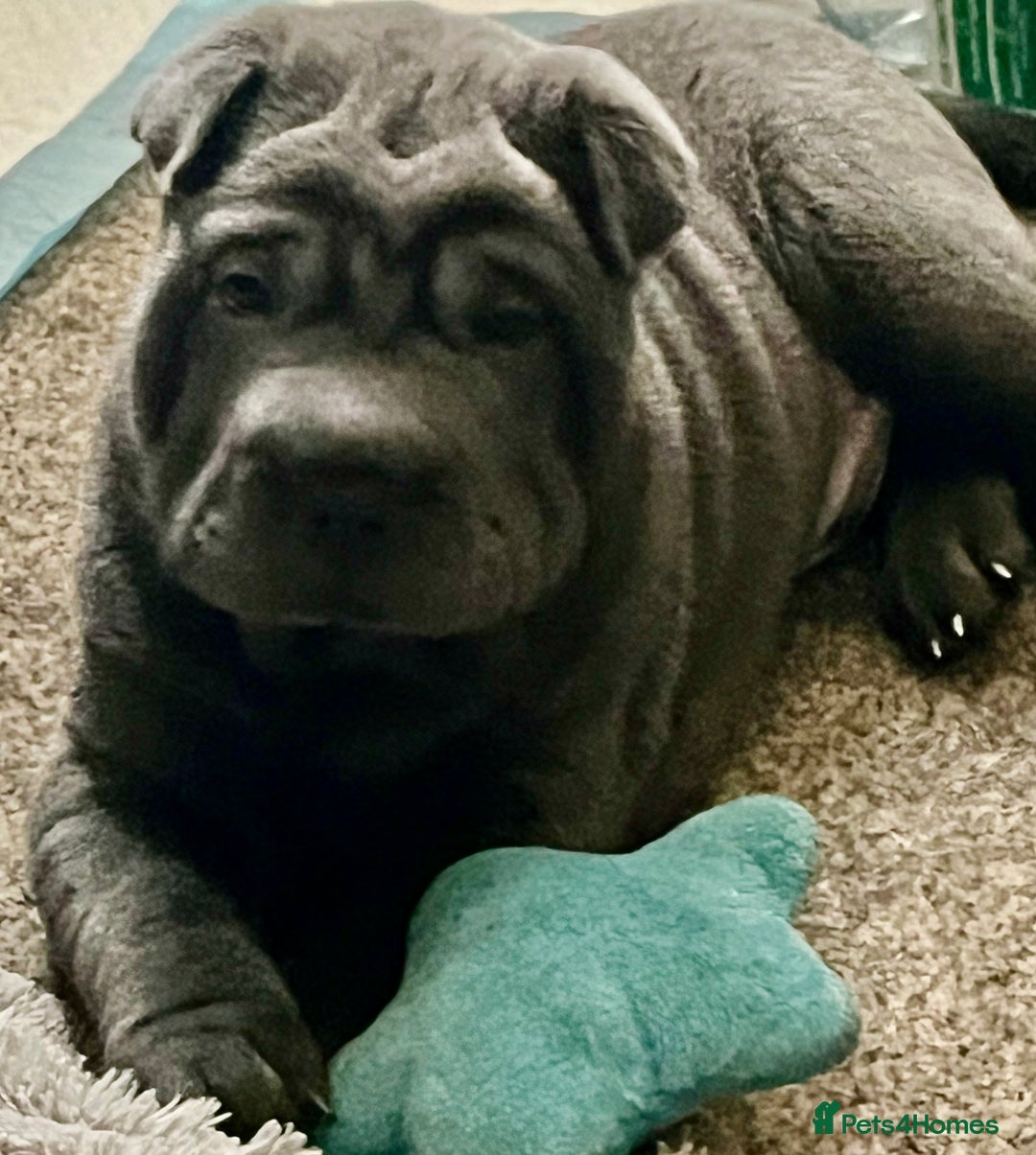 Shar Pei dogs for sale: 2 beautiful full shar pei boys !!!  - Image 9