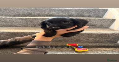 Cocker Spaniel dogs - Advert 7