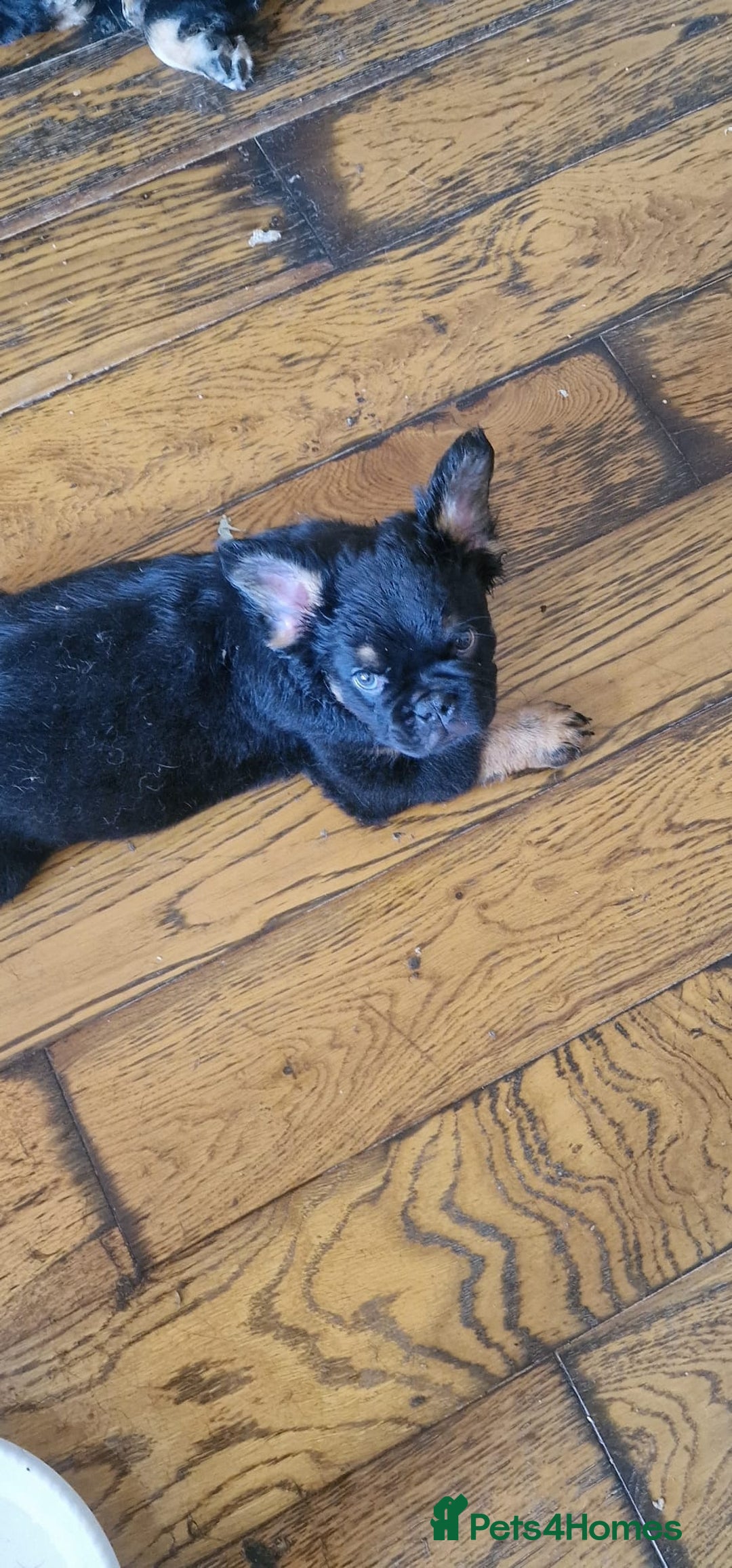 French Bulldog dogs for sale: Fluffy frenchies for sale call 07760346117 - Image 7