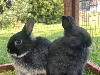 Netherland Dwarf rabbits 2 female purebred Netherland dwarf rabbits - Advert 2