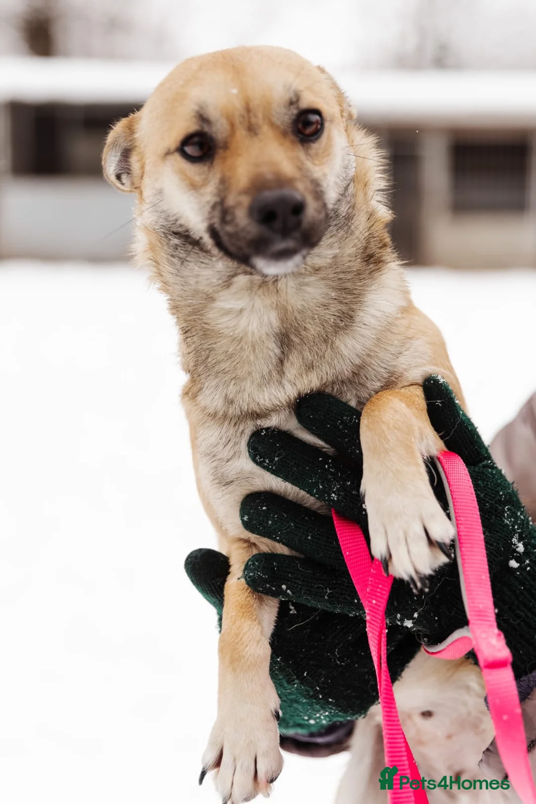 Mixed Breed dogs for adoption: ❤️LEESA❤️ small in size, big in heart young girl - Advert 2
