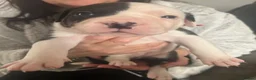 American Bulldog dogs for sale: ❤️AMERICAN BULLDOG PUPPIES – 6 BOYS & 3 GIRLS ❤️🐾 - Advert 15