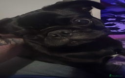 Pug dogs for sale: Pug puppy for sale - Image 3