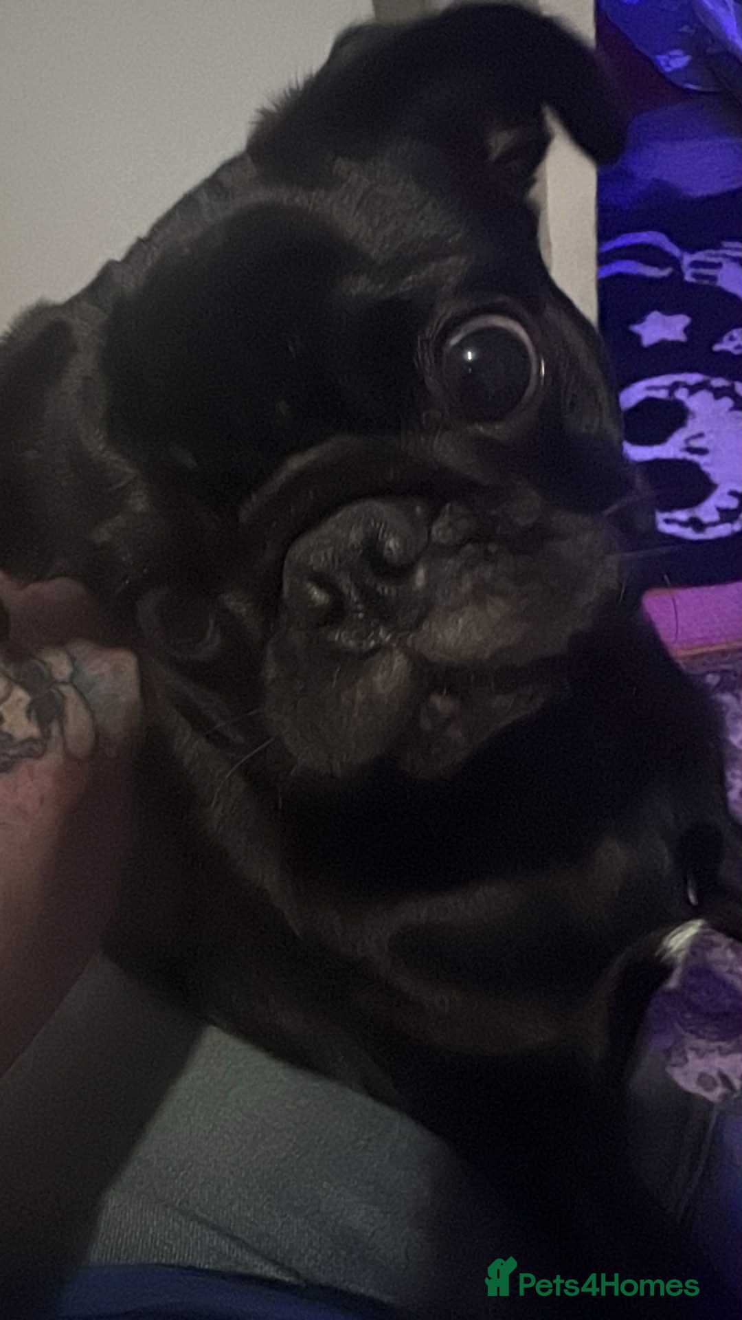 Pug dogs for sale: Pug puppy for sale - Image 3