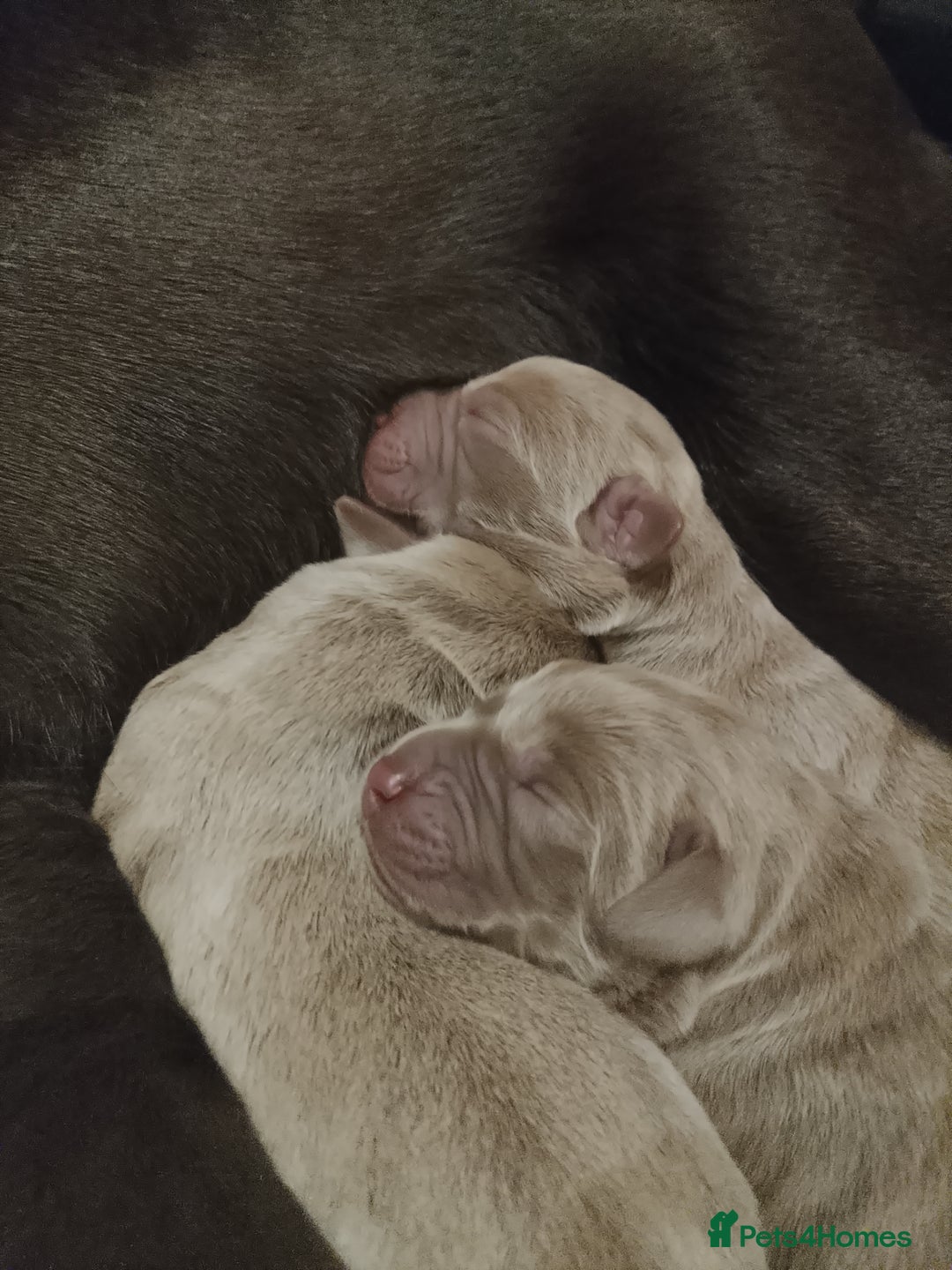 Labrador Retriever dogs for sale:  **  day Silver / Charcoal Labradors.  - Advert 13