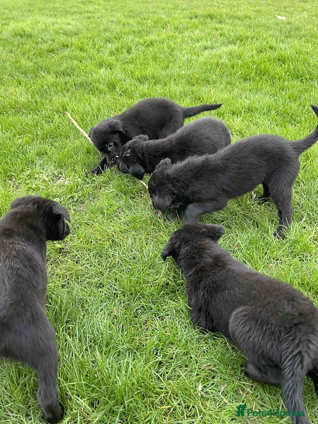 Borador dogs for sale: Vaccinated Fantastic Lab x Border Collie - Advert 16