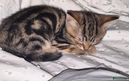 Bengal cats for sale: 5 females bengal cats  - Image 14