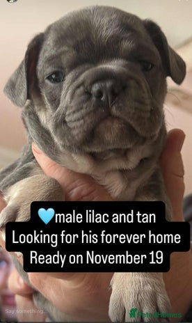 French Bulldog dogs - Advert 1