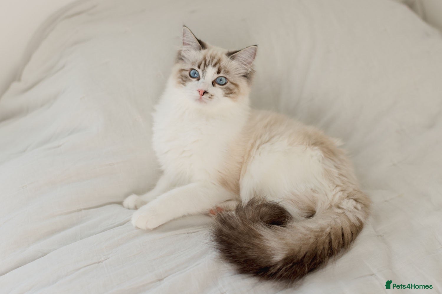 Ragdoll cats Ragdoll princess looking for her forever home - Advert 2