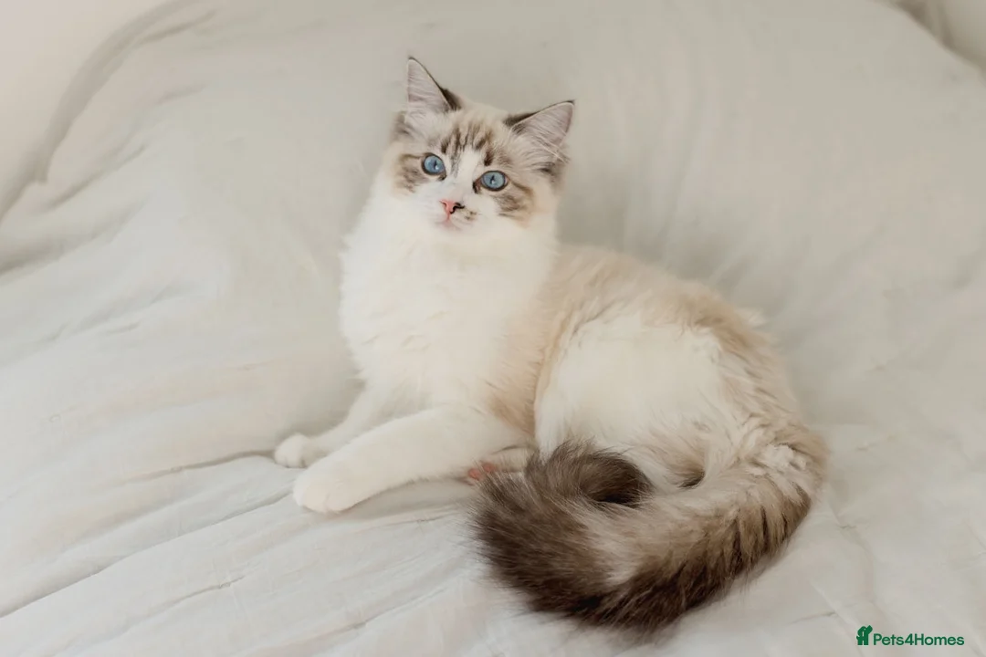 Ragdoll cats for sale: Ragdoll princess looking for her forever home - Advert 2
