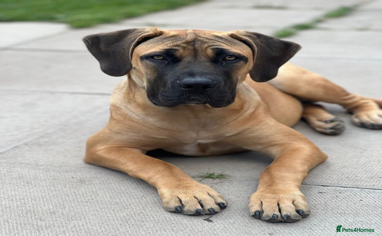 Boerboel dogs - Advert 2