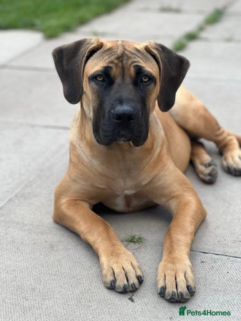Boerboel dogs - Advert 1