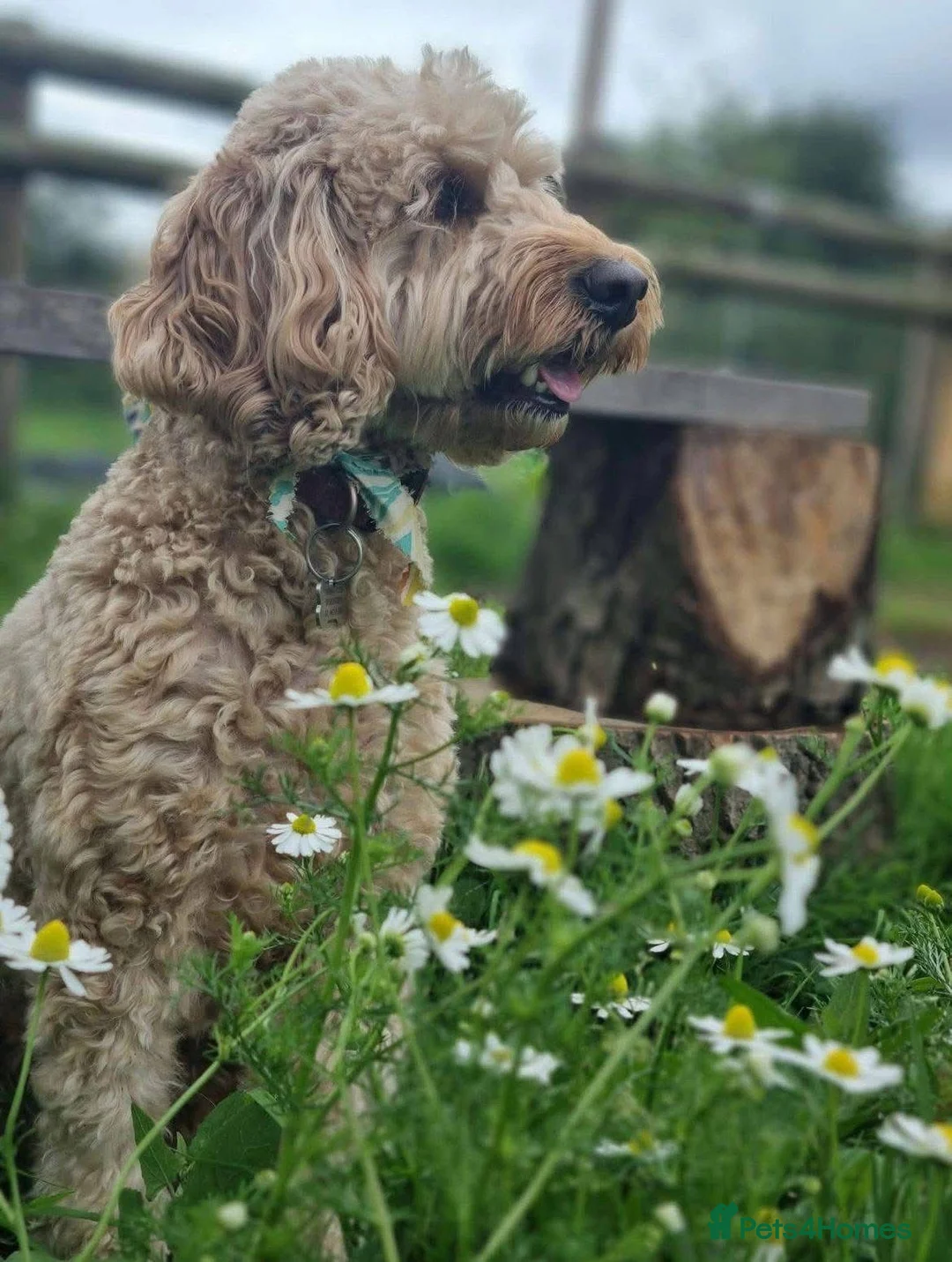 Mixed Breed dogs for adoption: ❤️RUBY❤️ 5yo Cockapoo: NOT AN EASY, BUT SO LOVING  in Stoke-on-Trent - Advert 24