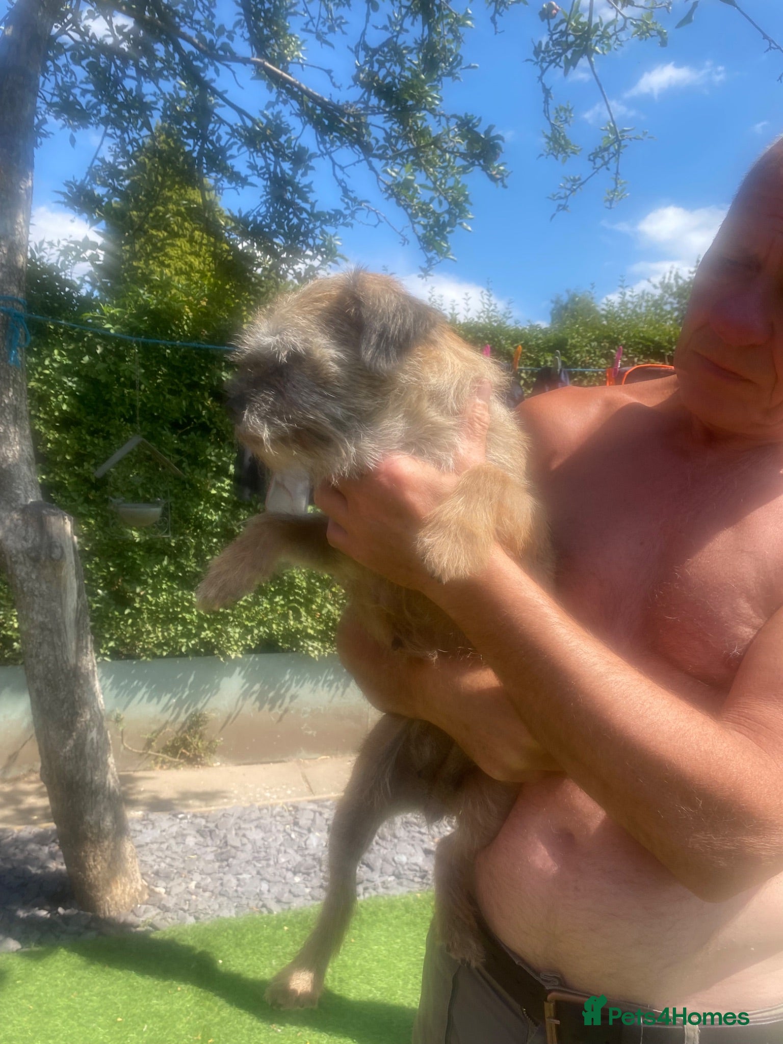 Border Terrier dogs Border Terrier litter - Advert 8