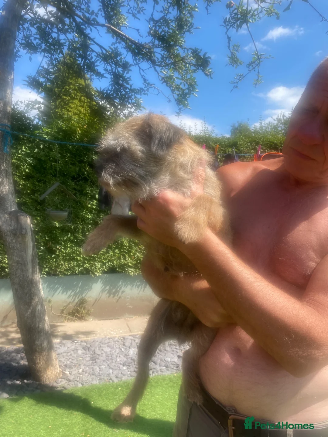 Border Terrier dogs for sale: Border Terrier litter - Advert 1