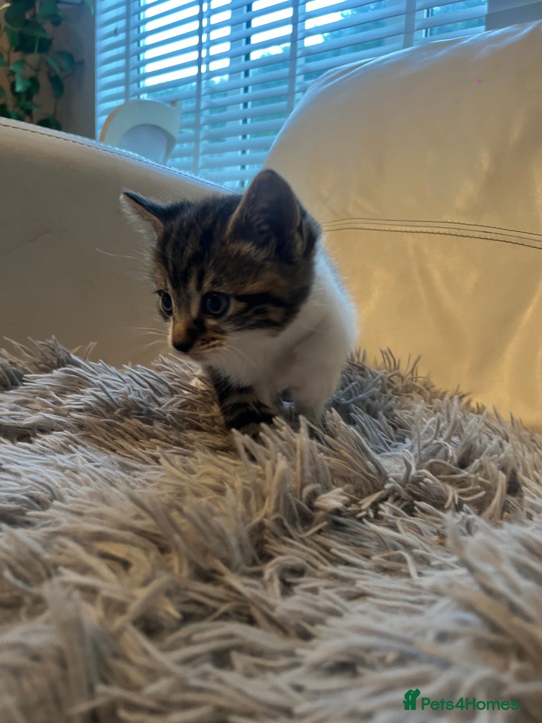 Mixed Breed cats for sale: 3 Beutiful babies  - Advert 15