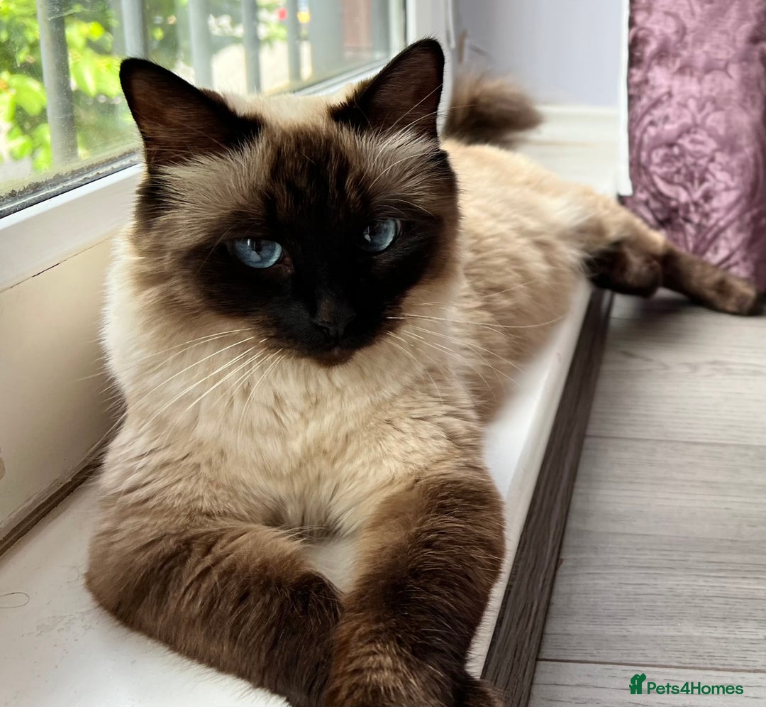 Ragdoll cats for sale: Seal Mitted Ragdoll babies, 4 girls 1 boy - Image 28