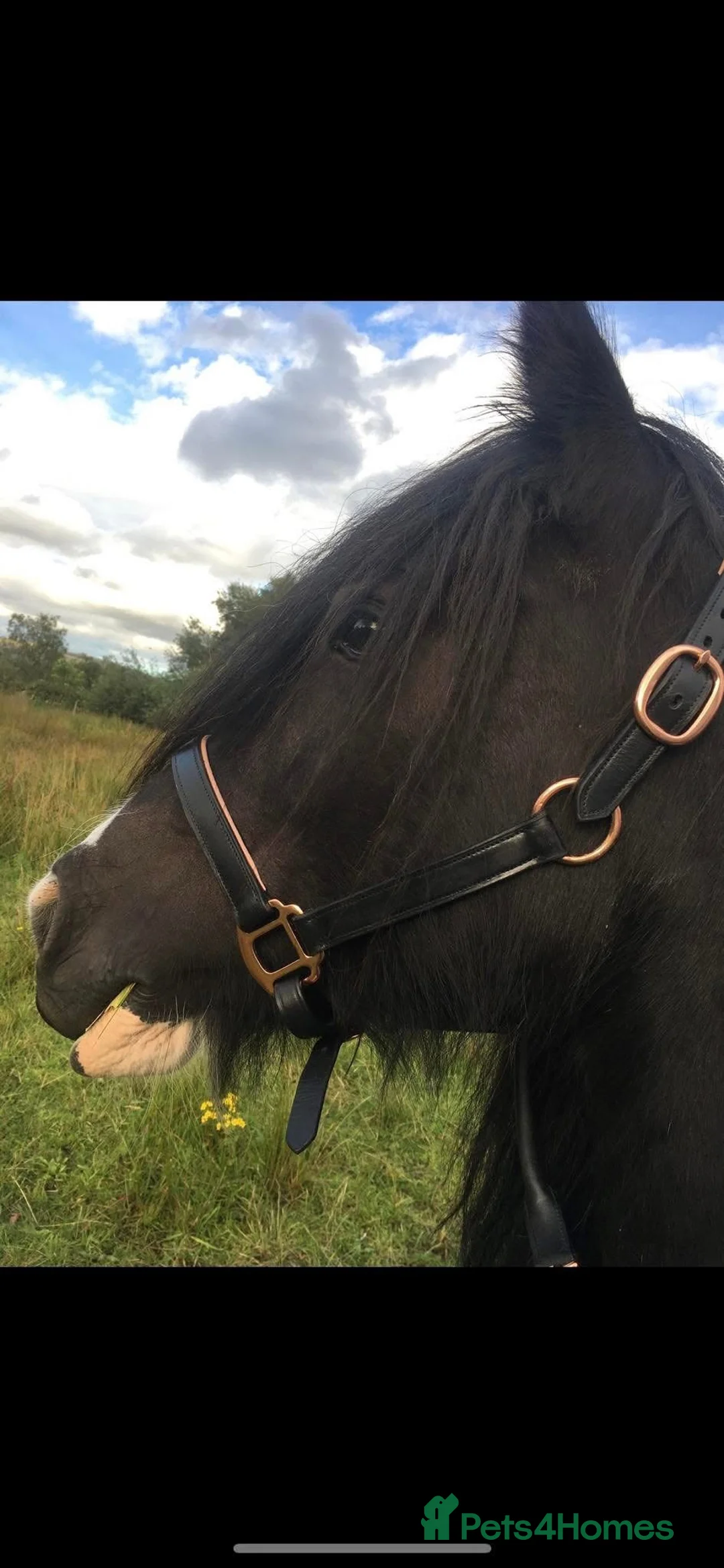 Irish Cob horses for sale: 14hh cob mare ride and drive  - Advert 1
