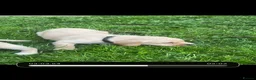 Cockerdor dogs for sale: Stunning Cockerdor puppies - Advert 15