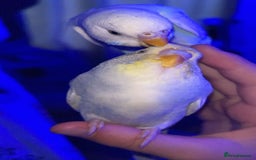 Budgerigars birds for sale: Budgies - Advert 1