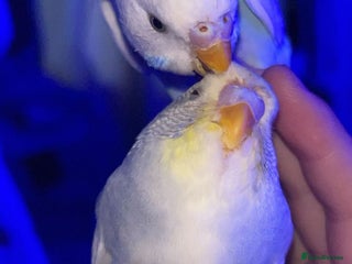 Budgerigars birds Budgies - Advert 1