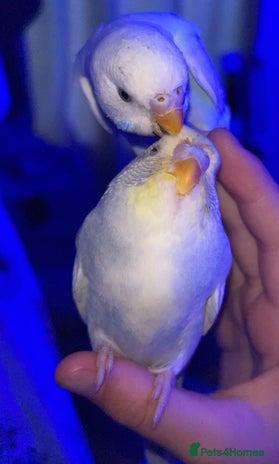 Budgerigars birds Budgies - Advert 1