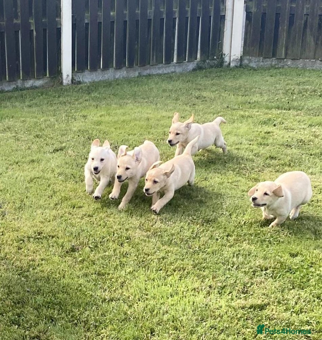 Labrador Retriever dogs for sale: Health checked labrador puppies - Image 4