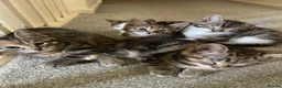 Mixed Breed cats for sale: Beautiful kittens 2 boys 3 girls available  in Wakefield - Advert 1
