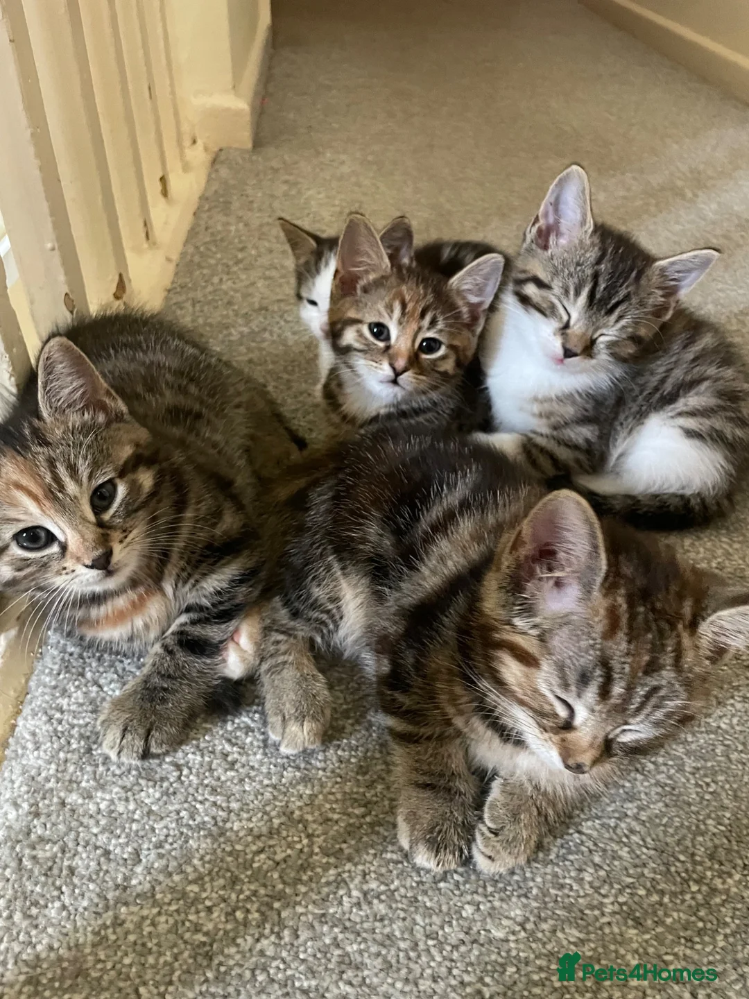 Mixed Breed cats for sale: Beautiful kittens 2 boys 3 girls available  in Wakefield - Advert 1