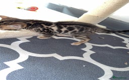 Bengal cats for sale: 3 beautiful pure breed bengals  - Image 6