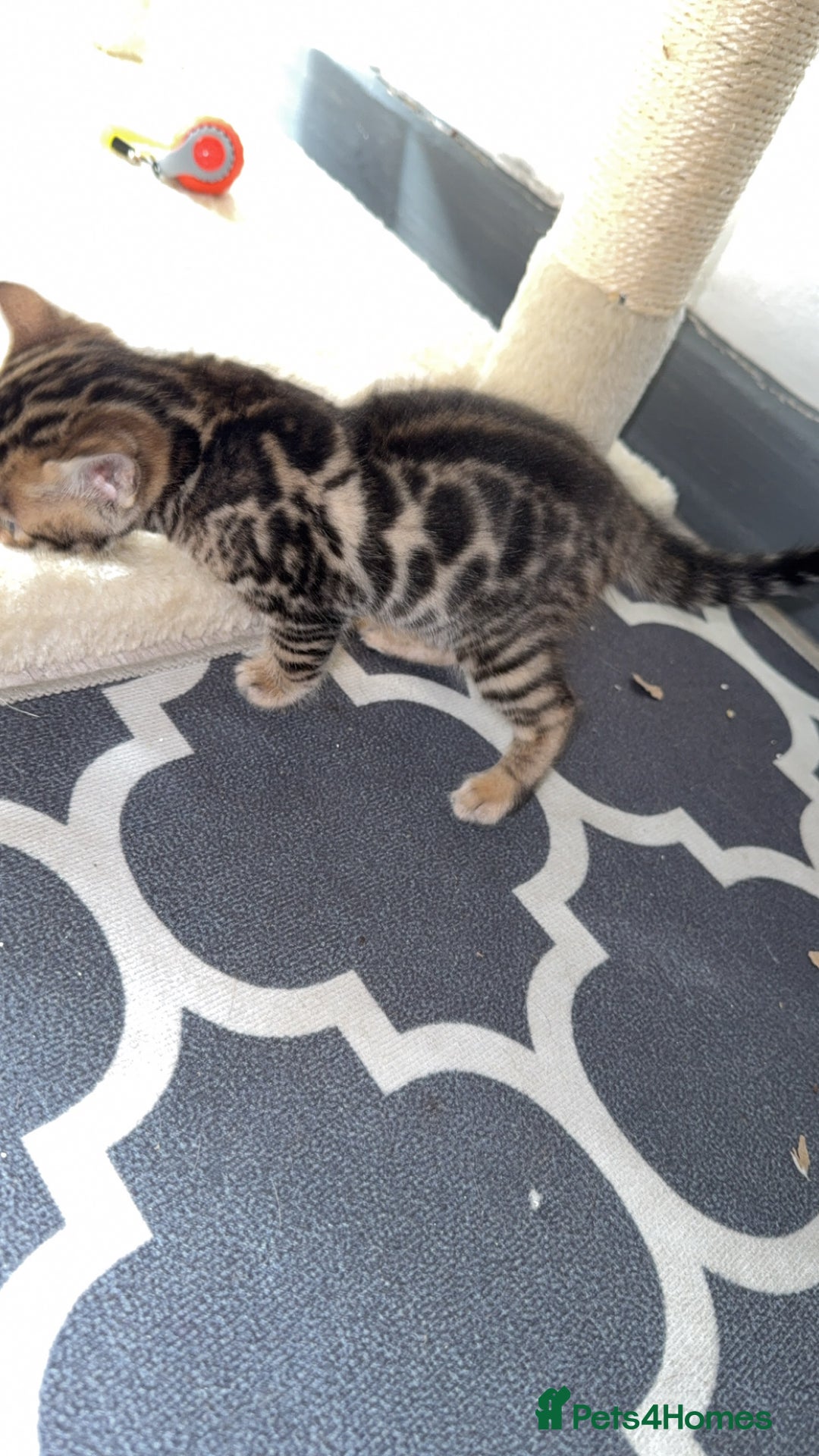 Bengal cats for sale: 3 beautiful pure breed bengals  - Image 6