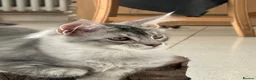Maine Coon cats for sale: Maine Coon Kitten - Advert 6