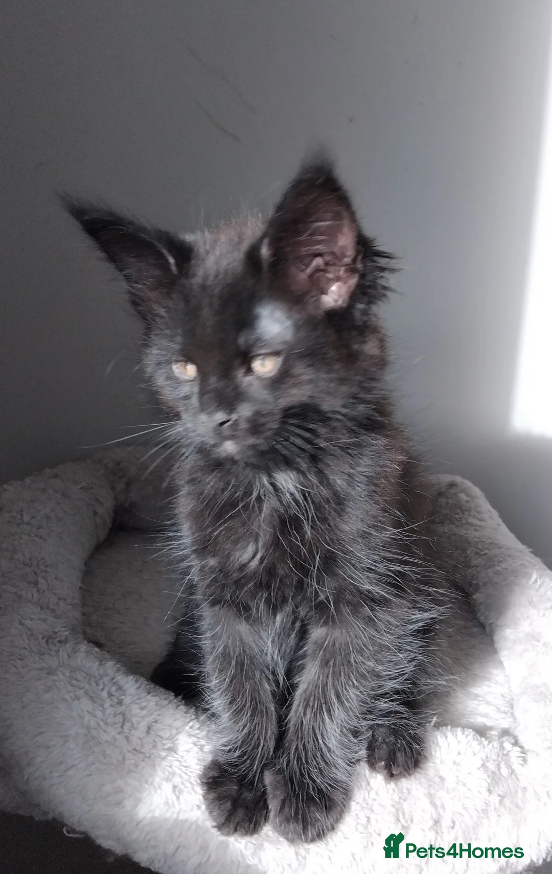 Maine Coon cats for sale: Maine coons kittens GCCF registed - Advert 3