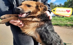 Mixed Breed dogs for adoption: 💖🐶 CHIKA 🐶💖 - Image 8