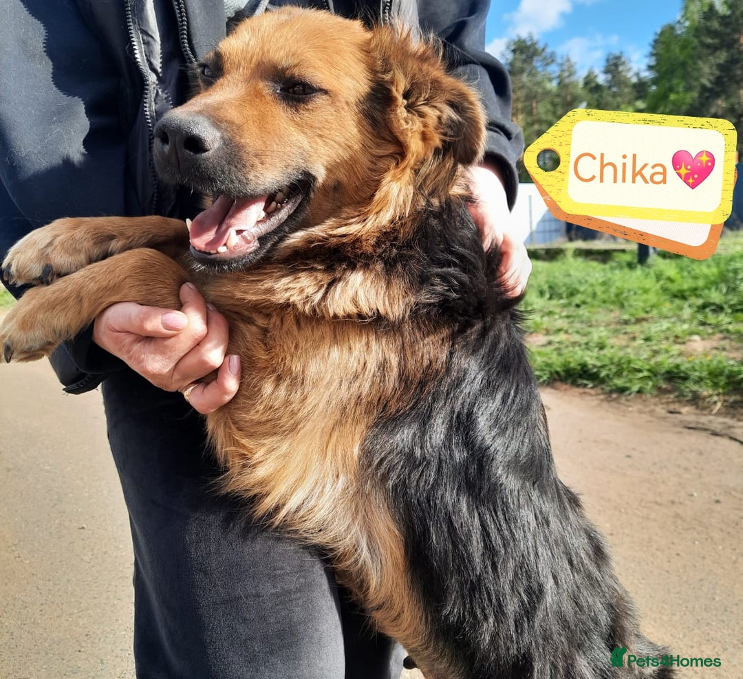 Mixed Breed dogs for adoption: 💖🐶 CHIKA 🐶💖 - Image 8