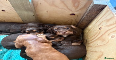 Cocker Spaniel dogs - Advert 13