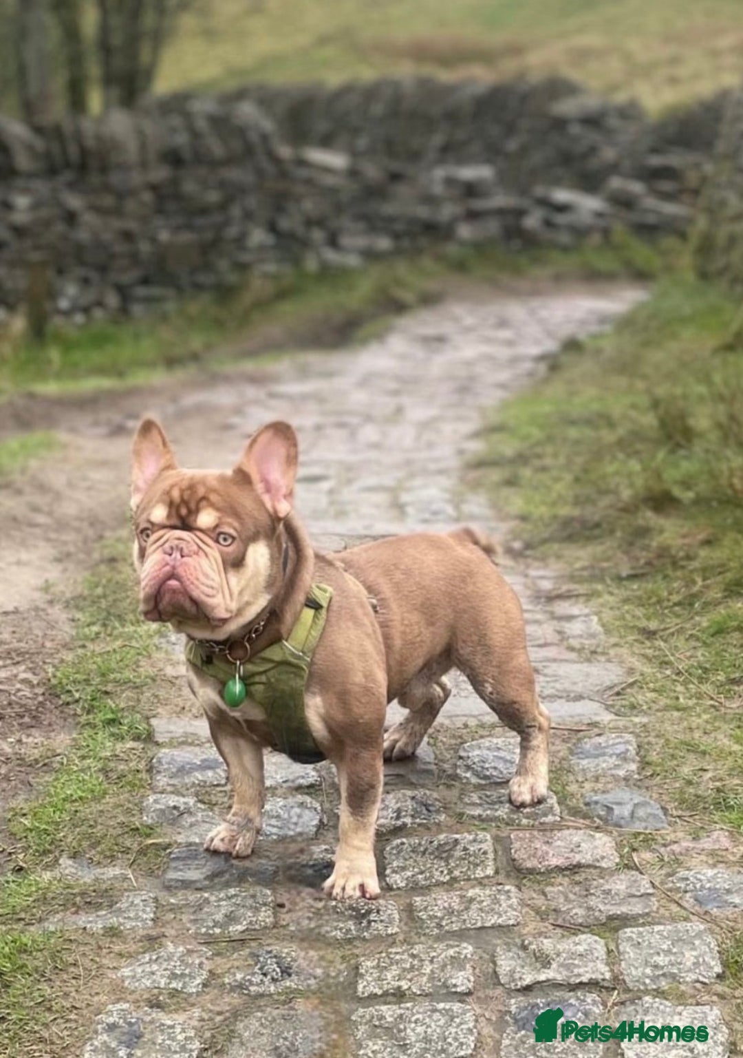 French Bulldog dogs for sale: French bulldog puppies coming soon!!!!! - Advert 2