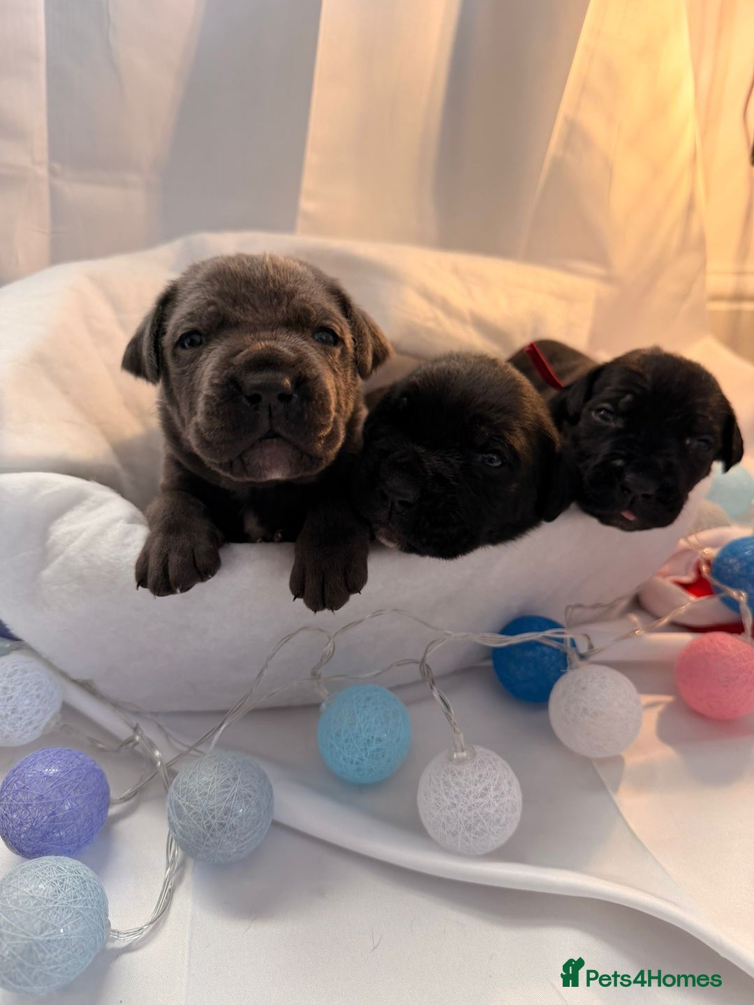 Cane Corso dogs for sale: Pure Cane Corso’s 🐶 - Advert 9