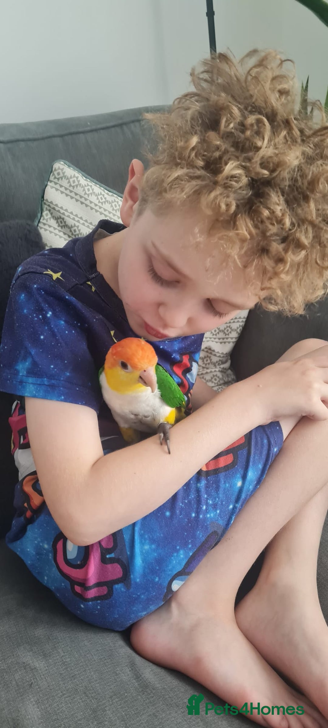 Parakeets birds for sale: Tame male caique DNA sexed in Accrington - Image 3