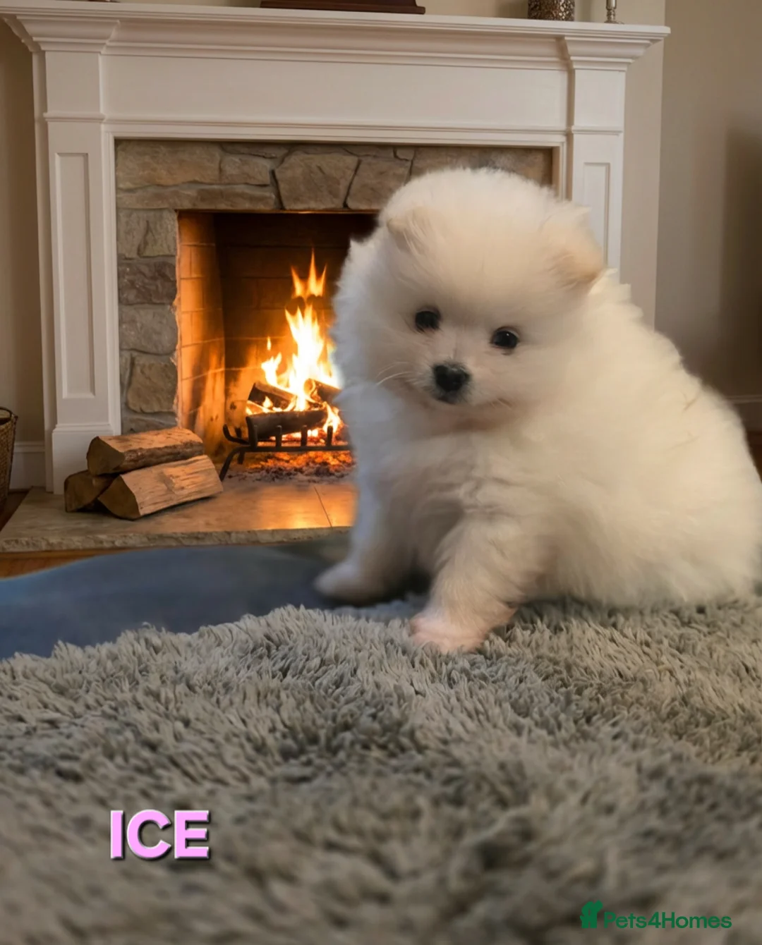 Pomeranian dogs for sale: 3 Girs super tiny - Advert 2