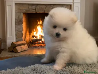 Pomeranian dogs 3 Girs super tiny - Advert 3