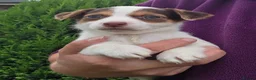 Jack Russell dogs for sale: Bred From Health Tested Parents. - Advert 5