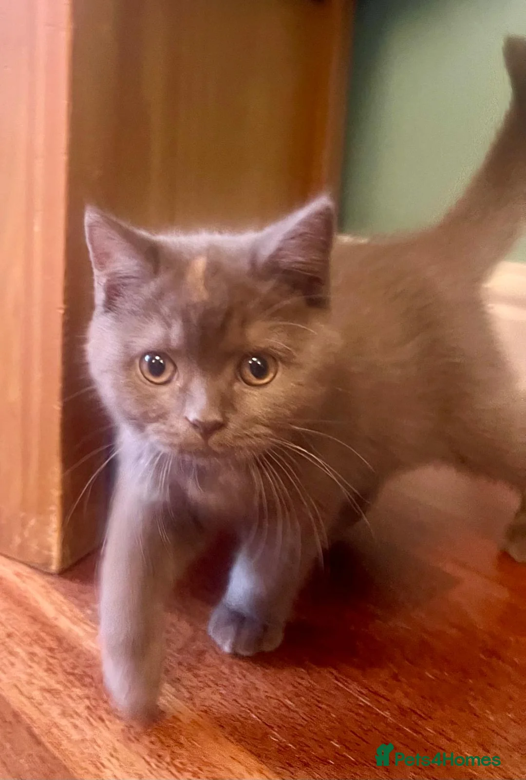 British Shorthair cats for sale: British shorthair females ready to leave soon GCCF - Advert 14