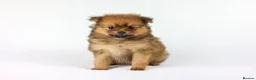 Pomeranian dogs for sale: Pomeranian Puppies - Advert 7