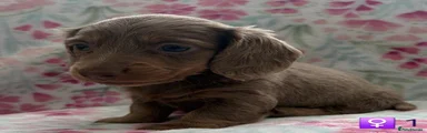 Miniature Dachshund 2
