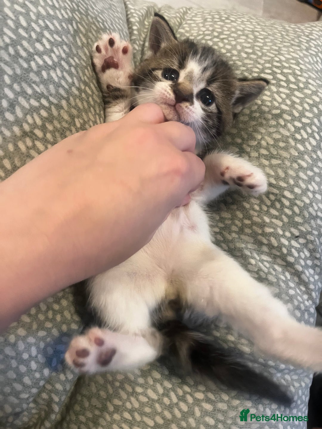 Mixed Breed cats for sale: Perfect Kittens  - Image 17