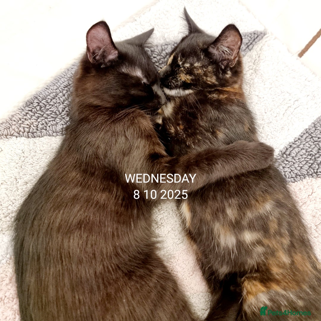 Mixed Breed cats for sale: Norwegian x pixiebob kittens mix available  - Image 40